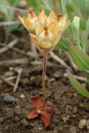 Androsace maxima \ Acker-Mannsschild, Grokelchiger Mannsschild / Annual Rock Jasmine, D Neuleiningen 25.5.2020