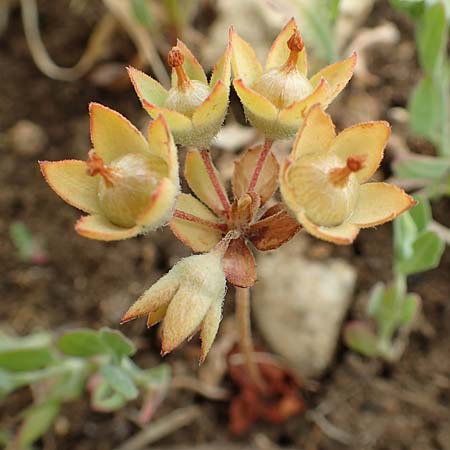 Androsace maxima \ Acker-Mannsschild, Grokelchiger Mannsschild / Annual Rock Jasmine, D Neuleiningen 25.5.2020