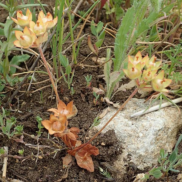 Androsace maxima \ Acker-Mannsschild, Grokelchiger Mannsschild / Annual Rock Jasmine, D Neuleiningen 25.5.2020