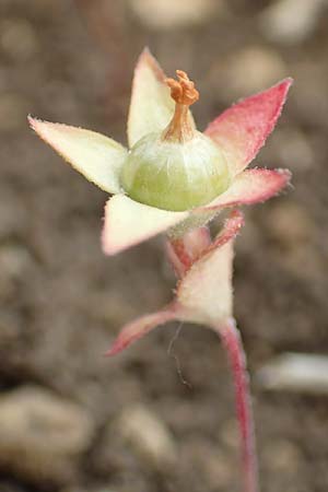 Androsace maxima \ Acker-Mannsschild, Grokelchiger Mannsschild / Annual Rock Jasmine, D Neuleiningen 25.5.2020