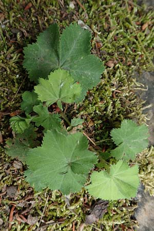 Alchemilla mollis \ Weicher Frauenmantel, D Aachen 9.6.2020