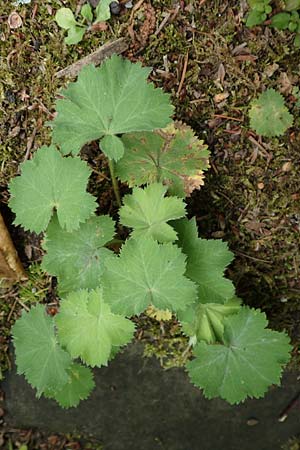 Alchemilla mollis \ Weicher Frauenmantel, D Aachen 9.6.2020