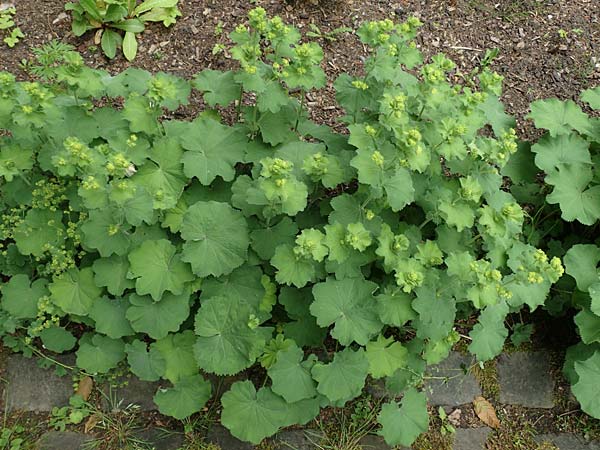 Alchemilla mollis \ Weicher Frauenmantel, D Aachen 9.6.2020