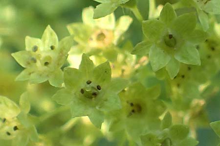 Alchemilla mollis \ Weicher Frauenmantel, D Odenwald, Lindenfels 26.6.2020