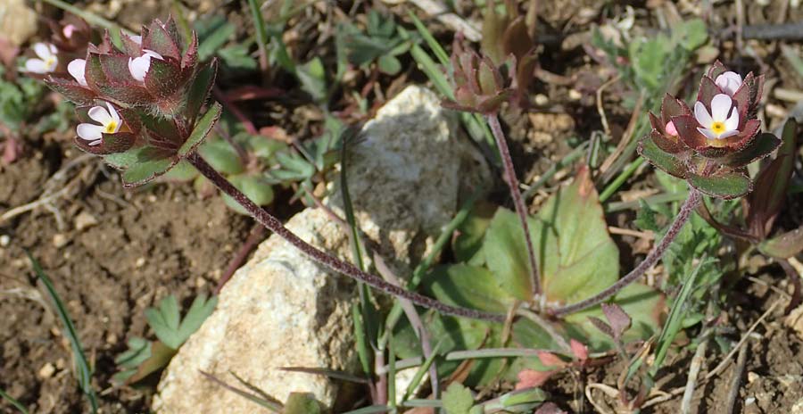 Androsace maxima \ Acker-Mannsschild, Grokelchiger Mannsschild / Annual Rock Jasmine, D Neuleiningen 13.4.2021