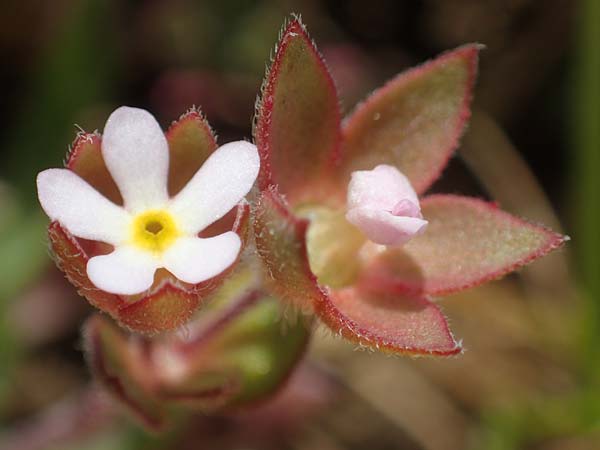 Androsace maxima \ Acker-Mannsschild, Grokelchiger Mannsschild / Annual Rock Jasmine, D Neuleiningen 13.4.2021