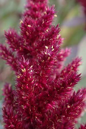 Amaranthus hypochondriacus \ Trauer-Amaranth, Prinzenfeder-Fuchsschwanz / Prince of Wales Pigweed, D Weisenheim am Sand 26.8.2021