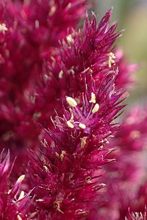 Amaranthus hypochondriacus / Prince of Wales Pigweed, D Weisenheim am Sand 26.8.2021