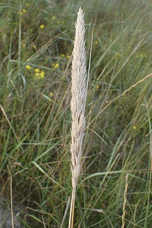Calamagrostis arenaria \ Strand-Hafer / European Marram Grass, European Beach Grass, D Sierksdorf-Haffkrug 12.9.2021