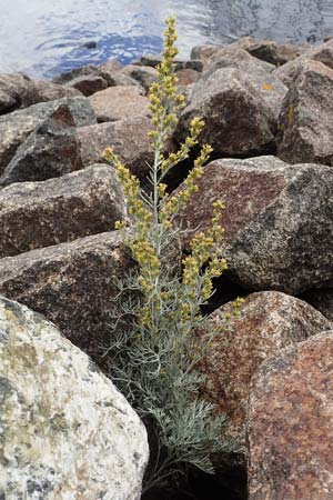 Artemisia maritima \ Strand-Beifu / Sea Wormwood, Maritime Wormseed, D Heiligenhafen 17.9.2021