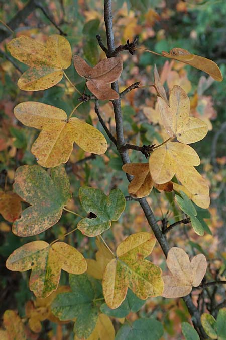 Acer monspessulanum \ Felsen-Ahorn, Franzsischer Maholder, D Bad Kreuznach 3.10.2021