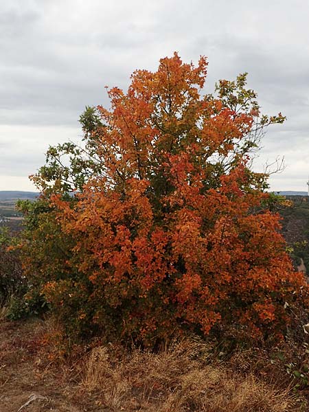 Acer monspessulanum \ Felsen-Ahorn, Franzsischer Maholder / Montpellier Maple, D Bad Kreuznach 3.10.2021