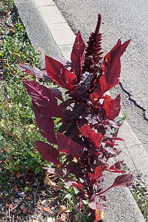 Amaranthus hypochondriacus \ Trauer-Amaranth, Prinzenfeder-Fuchsschwanz, D Mannheim 6.10.2022