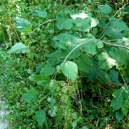 Arctium nemorosum \ Hain-Klette, Auen-Klette / Wood Burdock, D Schelklingen 10.7.2015