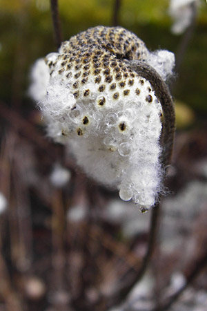 Anemone hupehensis \ Herbst-Anemone / Japanese Thimbleweed, Hupeh Anemone, D Mannheim 21.2.2015