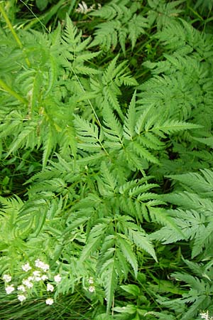 Anthriscus sylvestris \ Wiesen-Kerbel / Cow Parsley, D Fridingen 20.6.2015