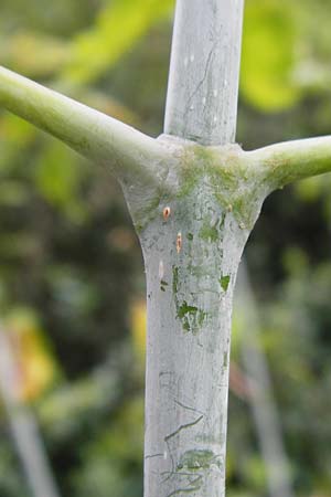 Acer negundo \ Eschen-Ahorn / Box Elder, D Ludwigshafen 8.7.2015