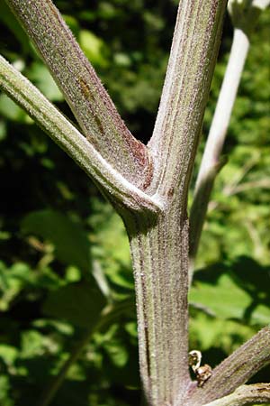 Arctium nemorosum \ Hain-Klette, Auen-Klette, D Schelklingen 10.7.2015