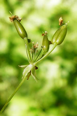 Anthriscus nitida \ Glanz-Kerbel / Glossy-Leaved Parsley, D Beuron 11.7.2015