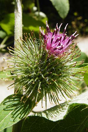 Arctium nemorosum \ Hain-Klette, Auen-Klette, D Schelklingen 25.7.2015