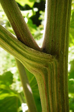 Arctium nemorosum \ Hain-Klette, Auen-Klette, D Schelklingen 25.7.2015