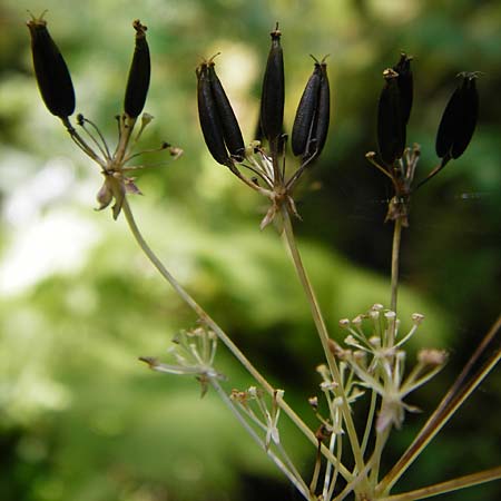 Anthriscus sylvestris subsp. stenophyllus \ Schmalzipfeliger Wiesen-Kerbel / Narrow-Leaved Cow Parsley, D Beuron 26.7.2015