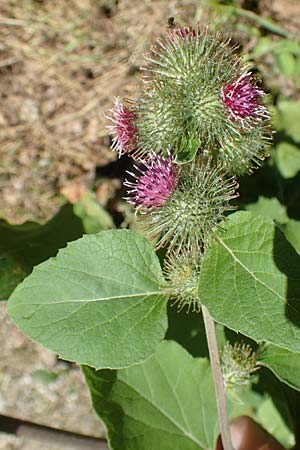 Arctium nemorosum \ Hain-Klette, Auen-Klette, D Schelklingen 25.7.2015