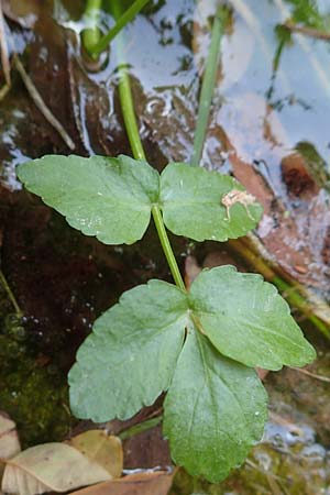 Apium nodiflorum \ Knotenbltige Sellerie / Fool's Water-Cress, D Bruchsal-Heidelsheim 1.10.2015