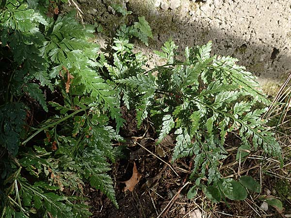 Asplenium adiantum-nigrum \ Schwarzer Streifenfarn / Black Spleenwort, D Heidelberg 22.9.2017