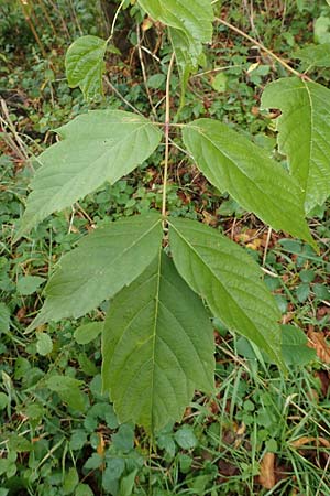 Acer negundo / Box Elder, D Mannheim 6.10.2017