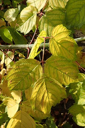 Acer negundo / Box Elder, D Mannheim 6.10.2017