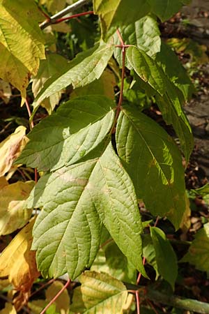 Acer negundo \ Eschen-Ahorn / Box Elder, D Mannheim 6.10.2017