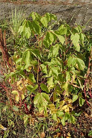 Acer negundo / Box Elder, D Mannheim 6.10.2017