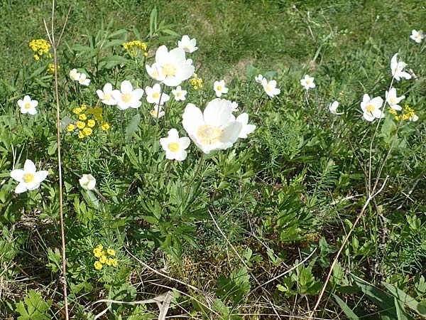 Anemone sylvestris / Snowdrop Anemone, D Kraichtal-Oberöwisheim 30.4.2018