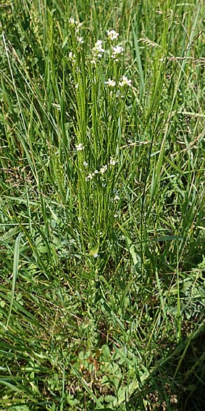 Arabis nemorensis \ Flachschotige Gnsekresse, Auen-Gnsekresse, D Groß-Gerau 28.5.2018