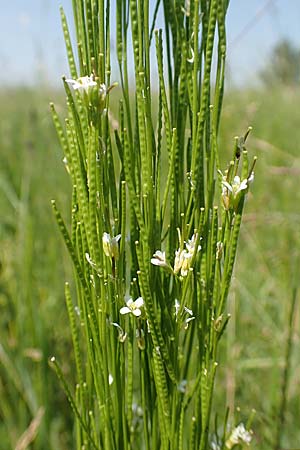 Arabis nemorensis \ Flachschotige Gnsekresse, Auen-Gnsekresse / Gerard's Rock-Cress, D Groß-Gerau 28.5.2018