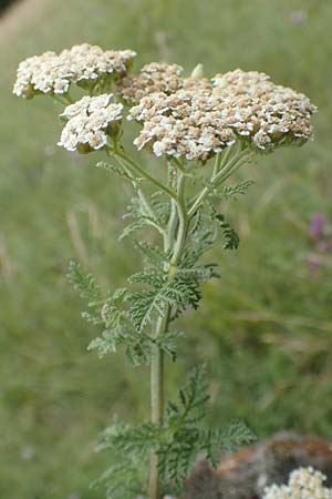 Achillea nobilis \ Edel-Schafgarbe / Showy Milfoil, D Grünstadt-Asselheim 16.6.2018