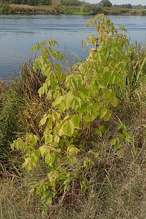 Acer negundo / Box Elder, D Brandenburg, Havelaue-Parey 23.9.2020