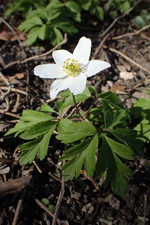 Anemone nemorosa / Wood Anemone, D Ludwigshafen 24.3.2021