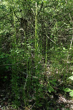 Arabis nemorensis \ Flachschotige Gnsekresse, Auen-Gnsekresse, D Groß-Gerau 29.5.2021