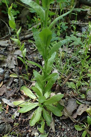 Arabis nemorensis \ Flachschotige Gnsekresse, Auen-Gnsekresse / Gerard's Rock-Cress, D Groß-Gerau 29.5.2021