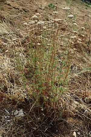 Achillea nobilis \ Edel-Schafgarbe / Showy Milfoil, D Rüdesheim 28.7.2023