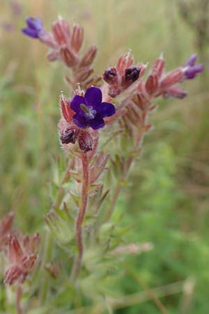 Anchusa officinalis \ Gewhnliche Ochsenzunge / Common Bugloss, D Elsenfeld am Main 11.6.2016