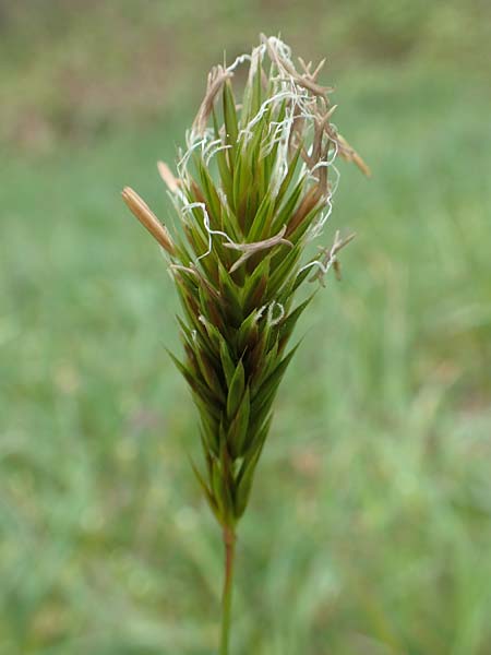 Anthoxanthum odoratum \ Gewöhnliches Ruch-Gras / Sweet Vernal Grass, D Kleinwallstadt am Main 8.4.2017