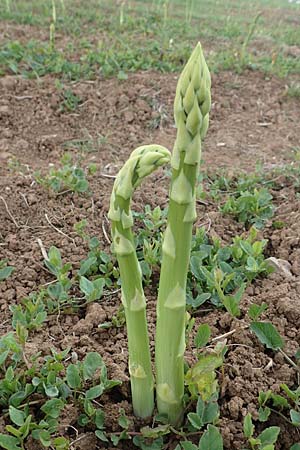 Asparagus officinalis \ Gemse-Spargel / Garden Asparagus, Wild Asparagus, D Ladenburg 4.5.2017