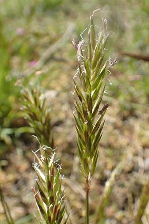 Anthoxanthum odoratum \ Gewhnliches Ruch-Gras, D Waghäusel-Wiesental 15.4.2020