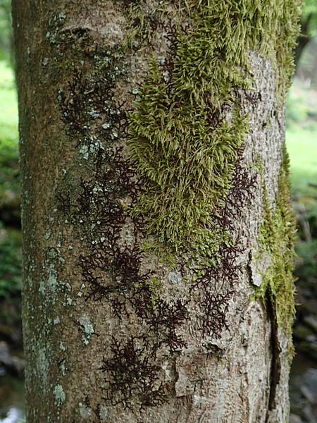 Alyxoria ochrocheila \ Ockerfrchtige Zeichen-Flechte / Scribble Lichen, D Simmerath-Erkensruhr 9.6.2020