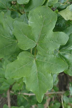 Acer obtusatum \ Schneeball-Ahorn, D Mannheim 13.5.2021