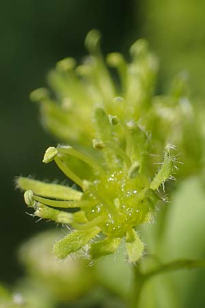 Acer obtusatum \ Schneeball-Ahorn / Bosnian Maple, Italian Maple, D Mannheim 18.4.2022