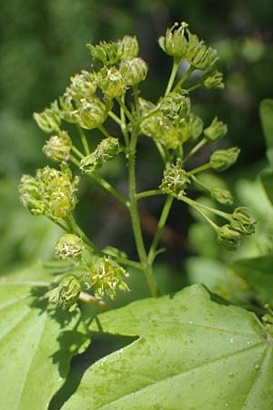 Acer obtusatum \ Schneeball-Ahorn / Bosnian Maple, Italian Maple, D Mannheim 18.4.2022